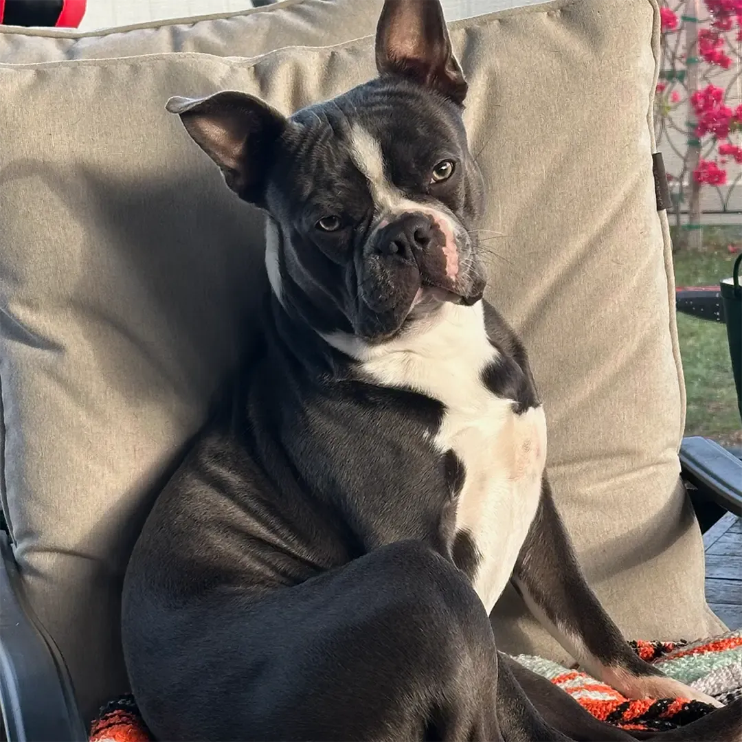 Arlo, Official Mascot of Little Village Schoolhouse and Resource Center